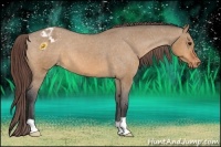 Horse Color:Bay Dun Appaloosa 