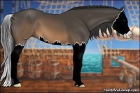 Horse Color:Buckskin Splash 