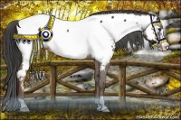 Horse Color:Liver Chestnut Frame Appaloosa