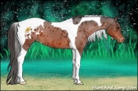 Horse Color:Bay Tobiano Appaloosa 