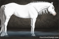 Horse Color:Liver Chestnut Sabino Appaloosa