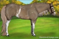 Horse Color:White Spotted Chocolate Palomino 