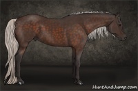 Horse Color:Silver Bay 