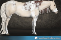 Horse Color:White Spotted Chocolate Buckskin Mushroom Sabino  and Liver Red Dun Snowdrop Pearl Mushroom Sabino Brindle 