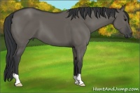 Horse Color:Grullo 