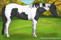Horse Color:Black Tobiano 