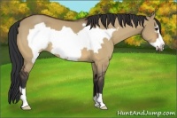 Horse Color:Bay Dun Frame 