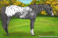 Horse Color:Black Appaloosa 