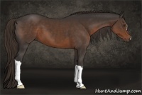 Horse Color:Liver Chestnut 