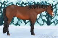 Horse Color:Bay Splash Frame 