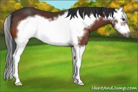 Horse Color:Bay Splash Frame 