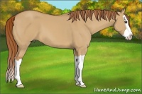 Horse Color:Red Dun Splash