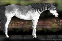 Horse Color:White Spotted Blue Roan 