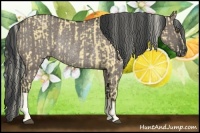 Horse Color:Palomino Dun Brindle  and Grullo Rabicano Brindle 