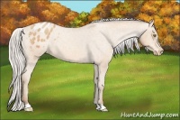 Horse Color:Silver Amber Champagne Appaloosa