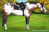 Horse Color:Bay Frame Appaloosa Rabicano