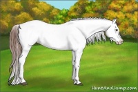 Horse Color:Chestnut Appaloosa