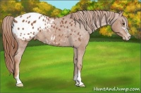 Horse Color:Chestnut Sabino Appaloosa