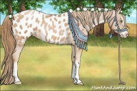 Horse Color:Chestnut Pearl Sabino Appaloosa 