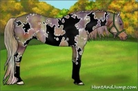 Horse Color:Nacre Plaid  White Spotted Liver Chestnut Rabicano 