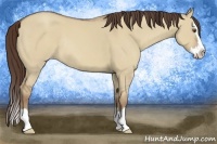 Horse Color:Classic Champagne Dun Sabino Splash Rabicano 