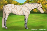 Horse Color:Buckskin Roan Varnish