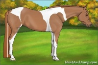 Horse Color:Chestnut Tobiano 