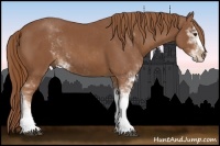 Horse Color:Chestnut Sabino