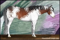 Horse Color:White Spotted Bay Splash Rabicano
