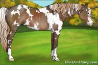 Horse Color:White Spotted Liver Chestnut Sabino 