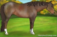 Horse Color:Liver Chestnut 