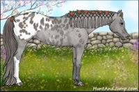 Horse Color:Grullo Roan Appaloosa Rabicano