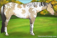 Horse Color:White Spotted Sable Cream Champagne 
