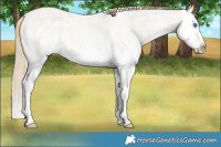 Horse Color:White Spotted Perlino Roan Splash