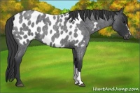 Horse Color:Blue Roan Appaloosa 
