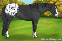 Horse Color:Black Splash Appaloosa 