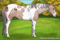 Horse Color:Bay Sabino Tobiano Appaloosa 