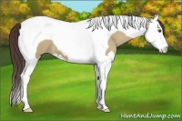 Horse Color:Classic Champagne Dun Splash Tobiano 
