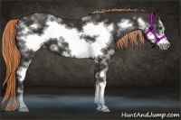 Horse Color:White Spotted Liver Chestnut Frame