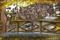 Horse Color:Liver Chestnut Appaloosa