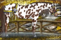 Horse Color:Liver Chestnut Sabino Appaloosa