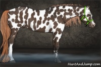 Horse Color:Liver Chestnut Appaloosa