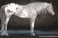 Horse Color:White Spotted Liver Chestnut Blanket