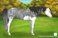 Horse Color:Black Ice Splash Rabicano 