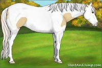 Horse Color:Palomino Dun Splash Tobiano