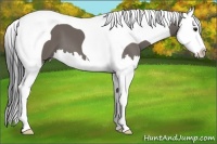 Horse Color:Smoky Grullo Splash Tobiano