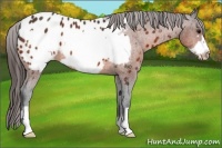 Horse Color:Bay Frame Appaloosa 