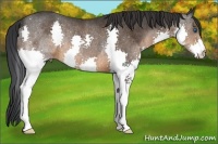Horse Color:Brown Splash Rabicano
