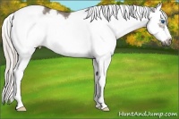 Horse Color:Silver Grullo Splash Tobiano Frame