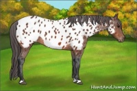 Horse Color:Bay Appaloosa